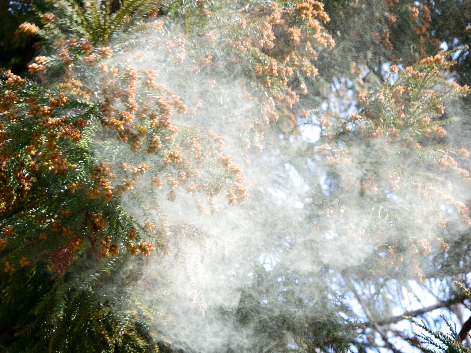 花粉で肌が荒れる…もう諦めない！原因と対策を徹底解説